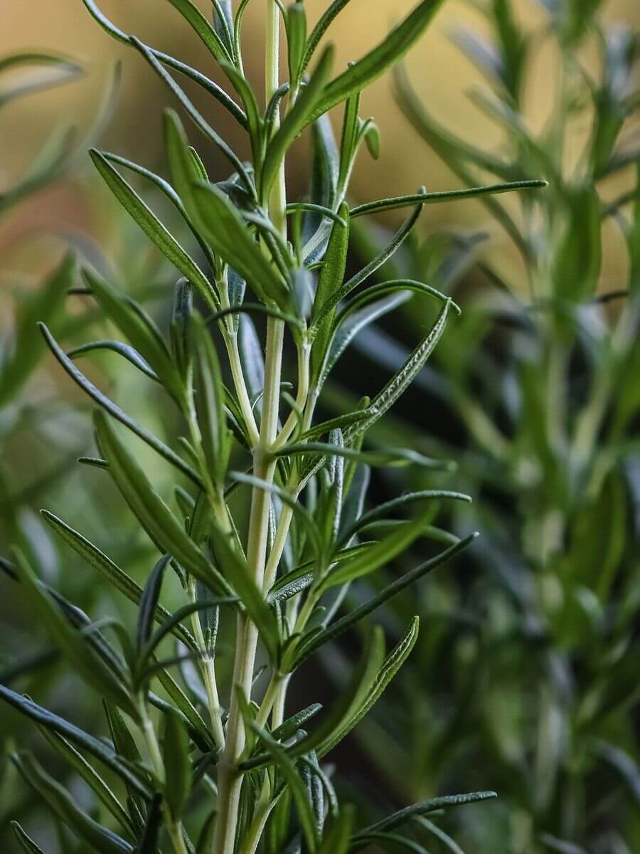 Rosemary | Finer Fruit Shepparton