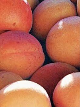 Apricots