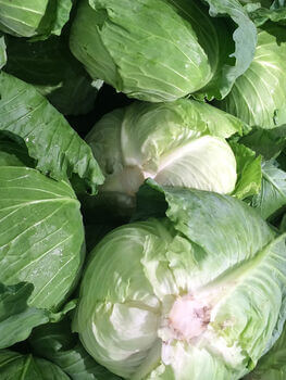 Cabbage - Green