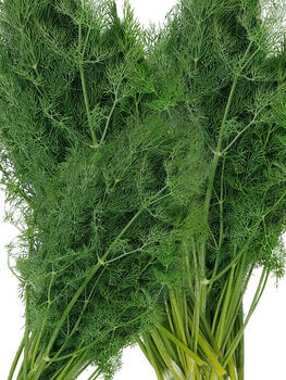 Dill