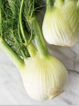 Fennel 