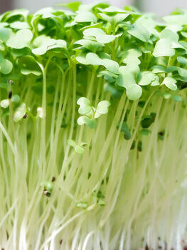 Snow Pea Sprouts