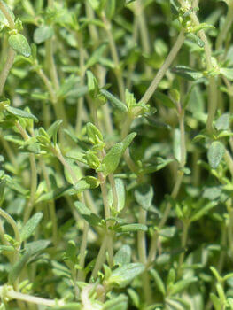 Thyme